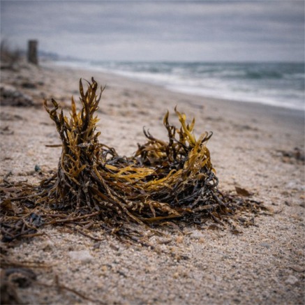 Tangled seaweed on a sandy beach